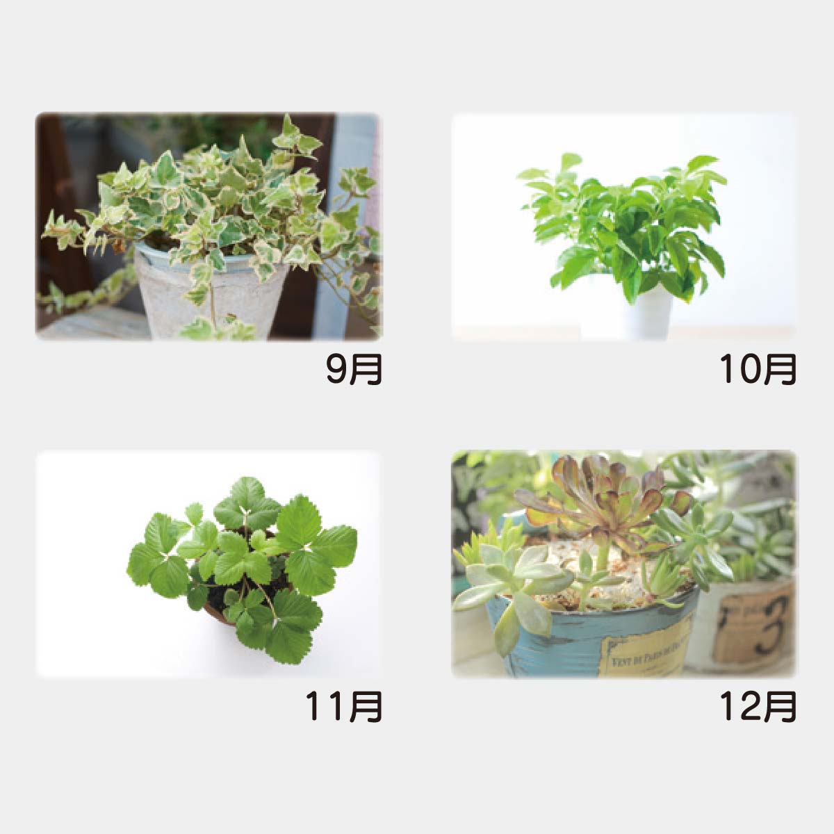 YK-827 グリーンリーフ